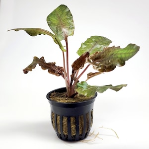 B2G1Free Potted Crypt Wendtii Bronze, Slow Growing Low Tech Live Freshwater Aquarium Plant, Easy Fish Tank Decor