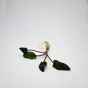 Cryptocoryne Wendtii Red plant, Slow Growing Low Tech Live Freshwater Aquarium Plant, Easy Fish Tank Decor