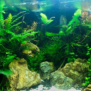 12 FULL SIZE Aquarium Plant Bundle, Low Tech Freshwater Fish Tank Plants image 4