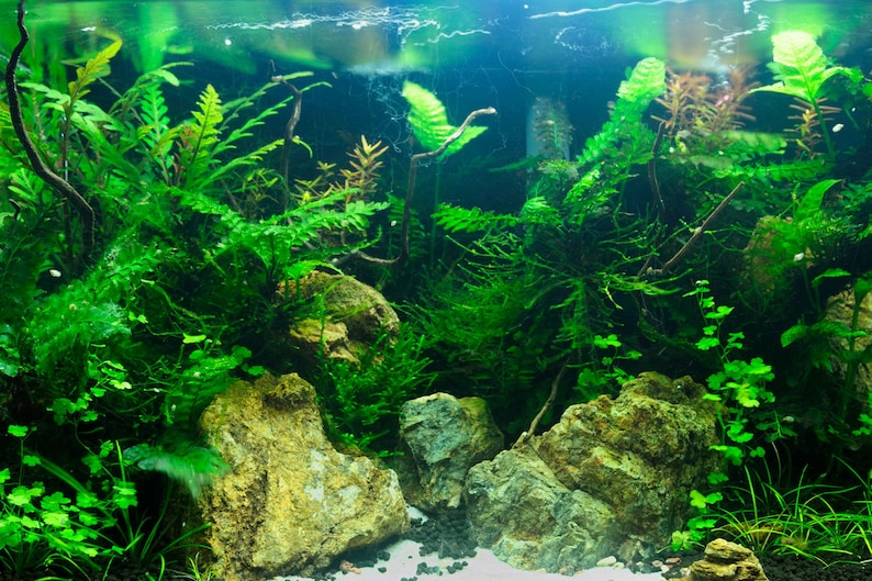 12 FULL SIZE Aquarium Plant Bundle, Low Tech Freshwater Fish Tank Plants image 4