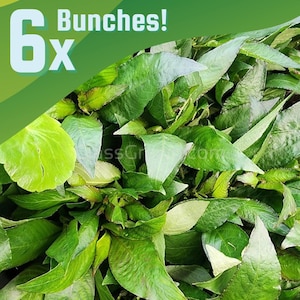 May include: Close-up of fresh green leafy plants, possibly herbs or vegetables. The image features a large quantity of leaves, with the text "6x Bunches!" in the upper left corner. The leaves vary in shades of green, creating a natural and vibrant display.
