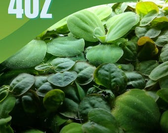Live Water Lettuce Floaters 4oz Cup, Aquarium Floating Plant for Freshwater Tanks, Fry Safe