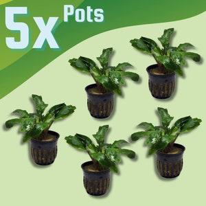 BULK 5X POTS Crypt Green Wendtii, Slow Growing Low Tech Live Freshwater Aquarium Plant, Easy Fish Tank Decor Cryptocoryne Potted