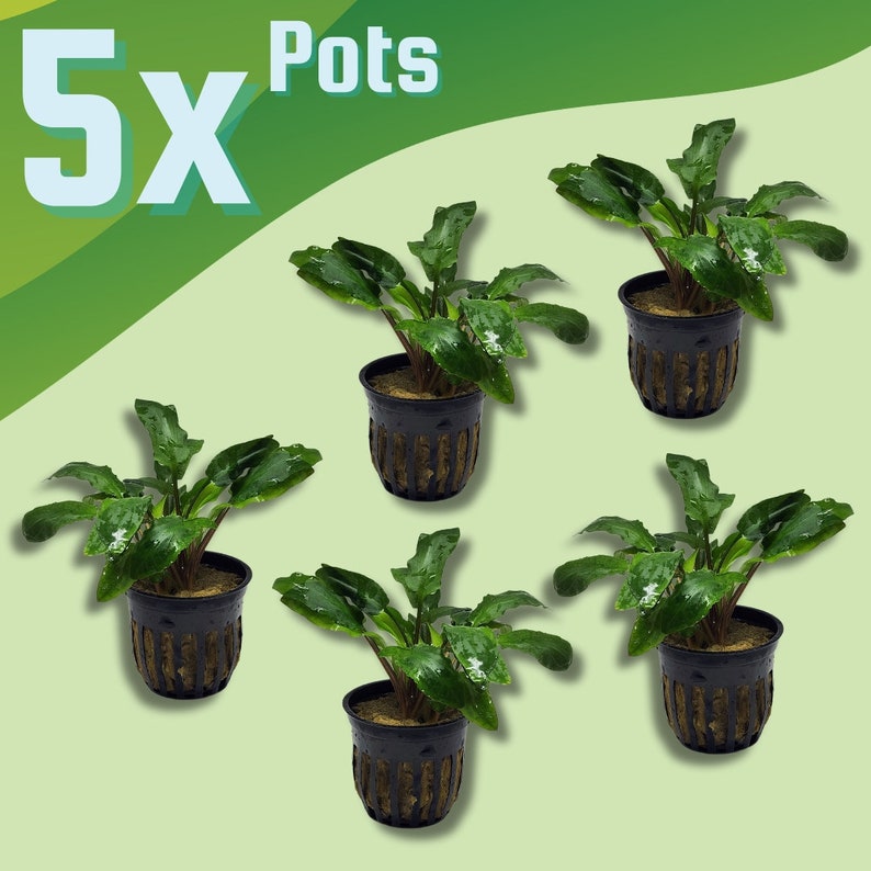 BULK 5X POTS Crypt Green Wendtii, Slow Growing Low Tech Live Freshwater Aquarium Plant, Easy Fish Tank Decor Cryptocoryne Potted image 1