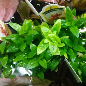 B2G1Free Potted Staurogyne Repens, Easy Low Tech Live Freshwater Aquarium Plant, Easy Fish Tank Decor Creeping Pot