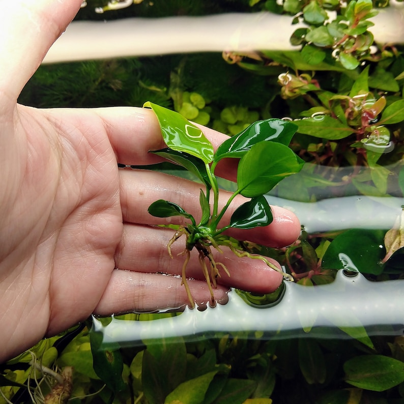 Anubias Nana Rosette, planta de acuario de agua dulce viva de baja tecnología y crecimiento lento, decoración fácil de peceras imagen 2