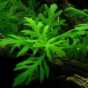 B2G1Free Bunch Water Wisteria, Stem Low Tech Live Freshwater Aquarium Plant, Easy Fish Tank Decor