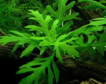 B2G1Free Bunch Water Wisteria, Stem Low Tech Live Freshwater Aquarium Plant, Easy Fish Tank Decor