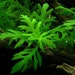 see more listings in the Aquatic Plants section