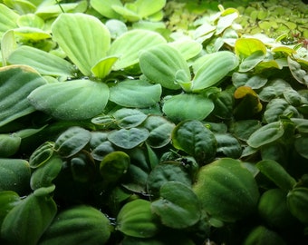 One Cup Mixed Floaters Live Freshwater Aquarium Plants, Low Tech, Easy Beginner Pack, Fry, Shrimp Safe Hides, Water Lettuce Frogbit Salvinia
