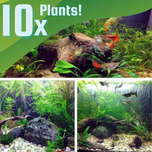PLANT Beginner Pack 10 Tiny Random Species , Low Tech Live Freshwater Aquarium Bundle Trims, Easy Fish Tank Decor, WITH FLOATERS