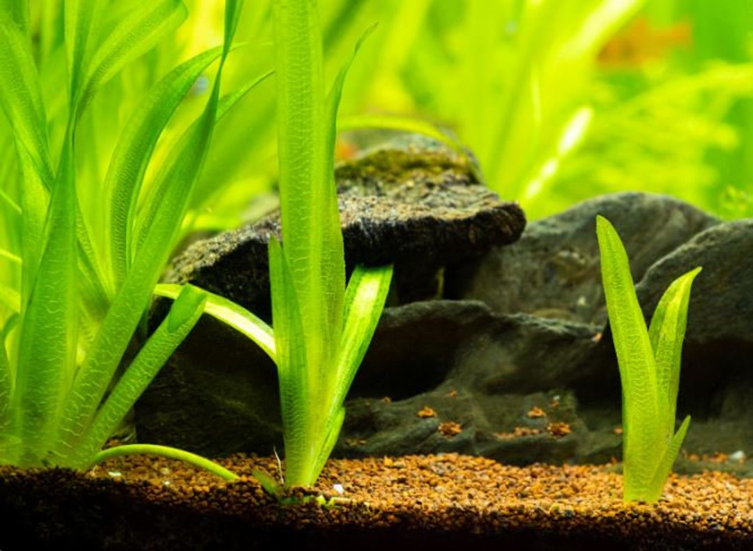 Jungle Val Plant, Vallisneria Gigantea Tall Easy Care Low Tech Live
