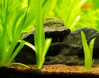 Jungle Val Plant, Vallisneria gigantea Tall Easy Care Low Tech Live Freshwater Aquarium Plant, Easy Fish Tank Aquatic Plants