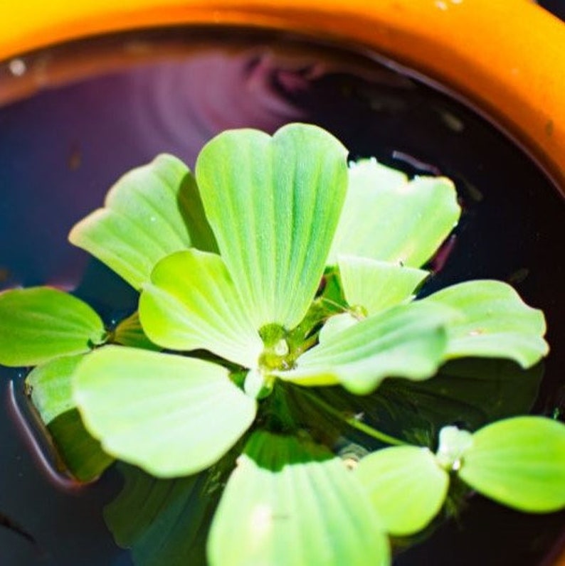 Live Water Lettuce Floaters 8oz Cup | Live Freshwater Aquarium Floating ...