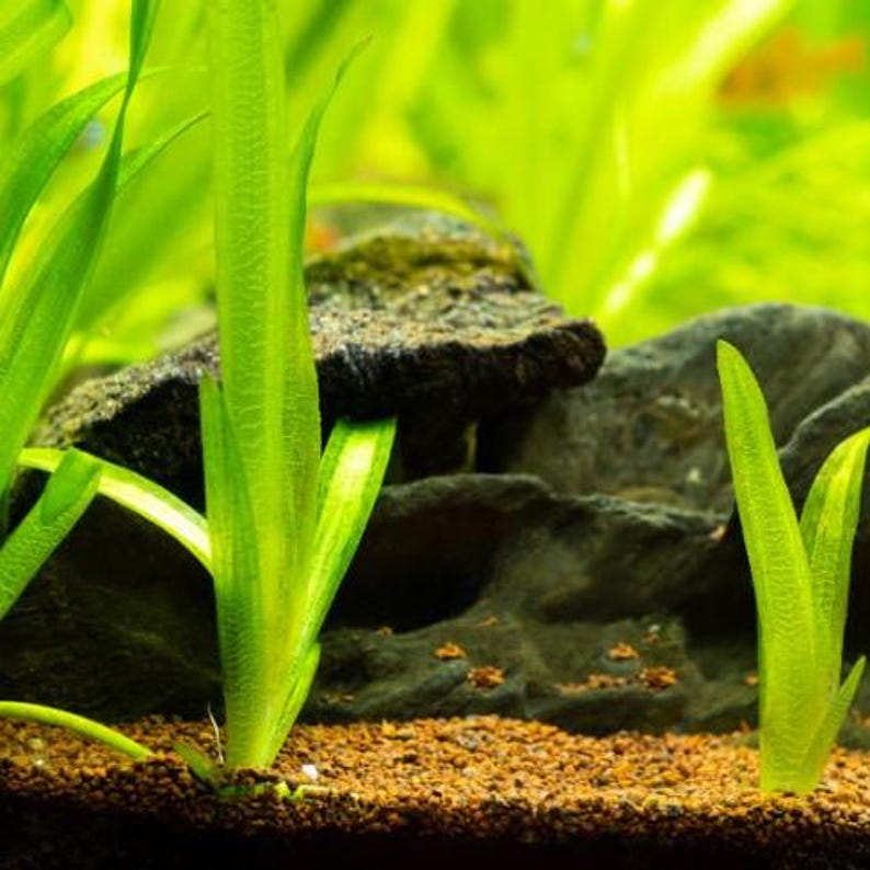 Goldfish Safe Plant Bundle 5 Pack, Low Tech Live Freshwater Aquarium