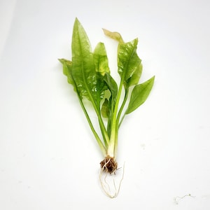 May include: A close-up shot of a green aquatic plant with long, pointed leaves. The plant has a cluster of roots at the base and is set against a white background. The leaves have a slightly textured surface.