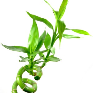 Curly Lucky Bamboo Aquarium Stem, Houseplants for the back of your filter! Terrarium Live Freshwater Plant Trims colorful Fish Tank Decor