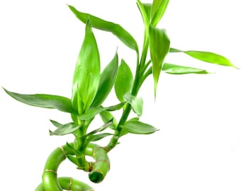 plant money tree 3-5 FT Money Tree- NYC, NJ, CT, Boston, Providence, Washington DC,  Baltimore, Philadelphia, Princeton, Long Island, and Upstate NY Local Plant  Delivery  Dahing Plants