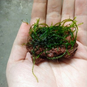 Java on a Lava! Java Moss on a Lava Rock Low Tech Live Freshwater Aquarium Plant Trims, Easy Fish Tank Decor