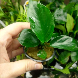 BULK 5X POTS Anubias Barteri, Slow Growing Low Tech Live Freshwater Aquarium Plant, Easy Fish Tank Decor