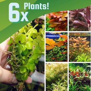 Color Combo Pack, Six Live Freshwater Aquarium Plant Bunches, Bulbs, Red Aquatic Plants Easy Fish Tank Decor