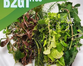 B2G1Free Low Light Aquarium Plant Bunch: Grower's Choice Freshwater Live Plants (4-6 Stems)