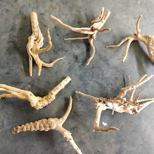 May include: A collection of six natural driftwood branches, each with a unique shape and texture. The branches are light brown in color and have a rough, weathered surface. They would be perfect for use in a variety of craft projects, such as making wreaths, centerpieces, or home decor.