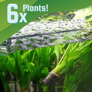 May include: An aquarium scene featuring lush green aquatic plants. The image includes the text "6x Plants!" in white and green. The plants are submerged in clear water, creating a vibrant and natural underwater environment.