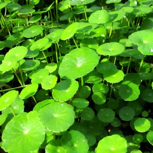 B2G1Free Bunch Brazilian Pennywort, Low Tech Live Freshwater Aquarium Plant, Easy Fish Tank Decor