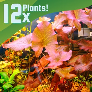 Done For You Plant Package, 12 Full Size (High Light, Co2 Required), Live Freshwater Aquarium Bundle Trims, Easy Fish Tank Decor