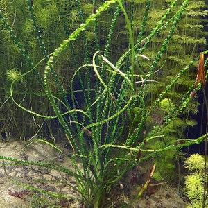 B2G1Free Potted Crinum Calamistratum, Easy Low Tech Live Freshwater Aquarium Plant, Easy Fish Tank Decor