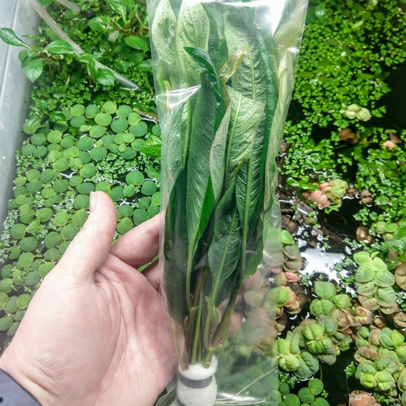 Temple Plant Bunch Hygro Corymbosa Stem Low Tech Live Freshwater Aquarium Plant Easy Fish Tank Decor Etsy UK
