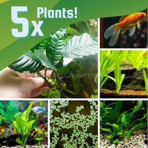 Goldfish Safe Plant Bundle 5 Pack, Low Tech Live Freshwater Aquarium Aquascape Bundle, Easy Fish Tank Decor