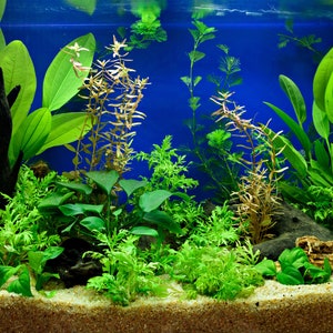 Done For You Plant Package, 12 Full Size Plants (No Co2 Required) , Low Tech Live Freshwater Aquarium Bundle, Easy Fish Tank Decor