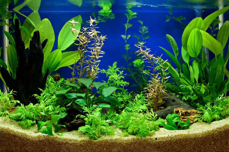 Done For You Plant Package, 12 Full Size Plants No Co2 Required , Low Tech Live Freshwater Aquarium Bundle, Easy Fish Tank Decor image 1