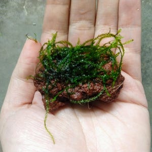 Java Moss on Lava Rock: Easy Aquarium Plant Decor