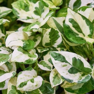 May include: Close-up of a variegated plant with green and white leaves. The leaves have a marbled pattern and are arranged in a dense cluster.