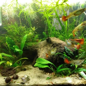 NO FLOATERS Beginner Pack 10 Tiny Random PLANT Species Low Tech Live Freshwater Aquarium Plant Trims, Easy Fish Tank Decor,