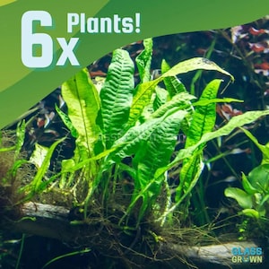 May include: A cluster of six vibrant green aquatic plants with long, textured, lance-shaped leaves attached to a piece of driftwood. The text 6x Plants! is displayed in the upper left corner, and the logo Glass Grown is in the bottom right.