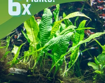 Axolotl Aquarium Plant Bundle 6 Plants Low Light Java Moss, Fern, Anubias, Sword, Val, Bolbitis