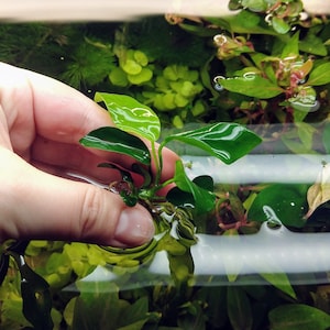 Anubias Nana Rosette, Slow Growing Low Tech Live Freshwater Aquarium Plant, Easy Fish Tank Decor