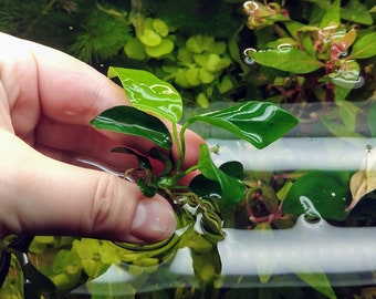 Anubias Nana Rosette, Slow Growing Low Tech Live Freshwater Aquarium Plant, Easy Fish Tank Decor