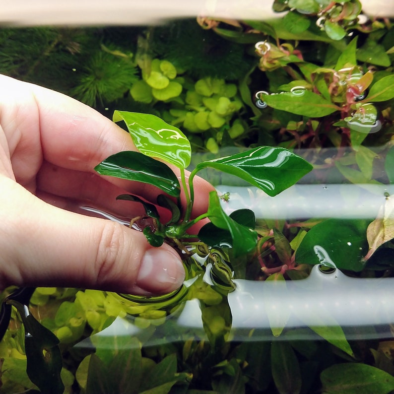 Anubias Nana Rosette, planta de acuario de agua dulce viva de baja tecnología y crecimiento lento, decoración fácil de peceras imagen 1