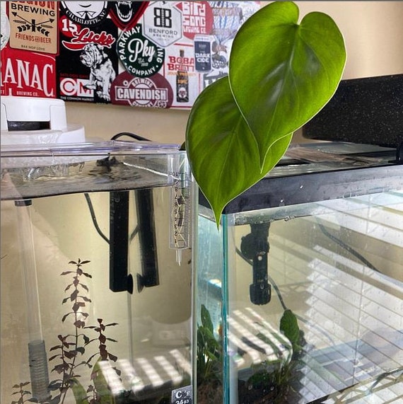 BEST Aquarium Plant & Airline Lead Weights – Planted Fish Tank, Tropical & Cold Water, MPN 131