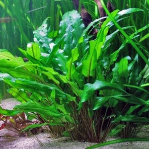 BULK 5X POTS Crypt Green Wendtii, Slow Growing Low Tech Live Freshwater Aquarium Plant, Easy Fish Tank Decor Cryptocoryne Potted image 4