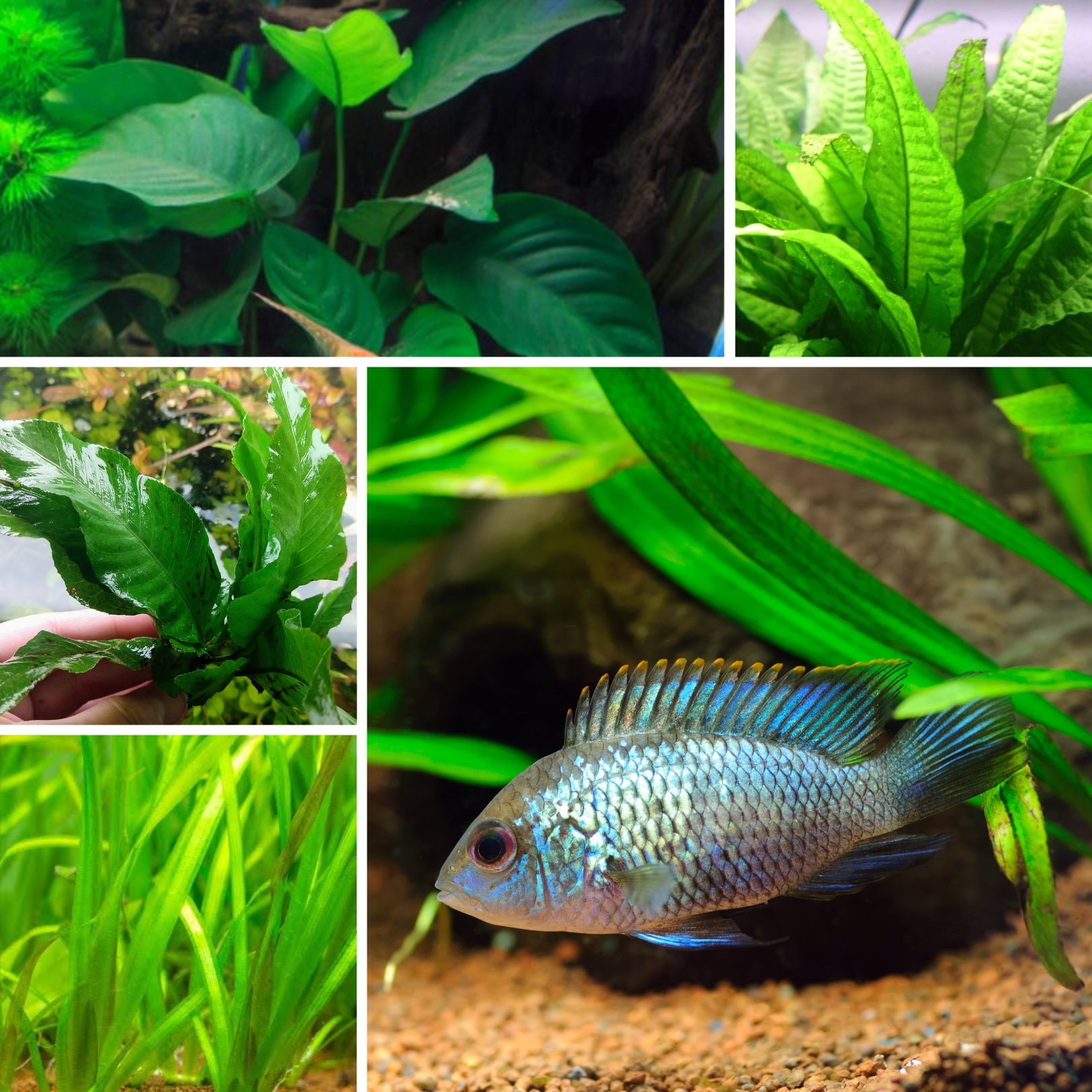 Cichlid Plant Bundle (4 Plants), Low Tech Live Freshwater Aquarium Kit,  Easy Fish Tank Decor