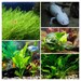 see more listings in the Aquatic Plants section