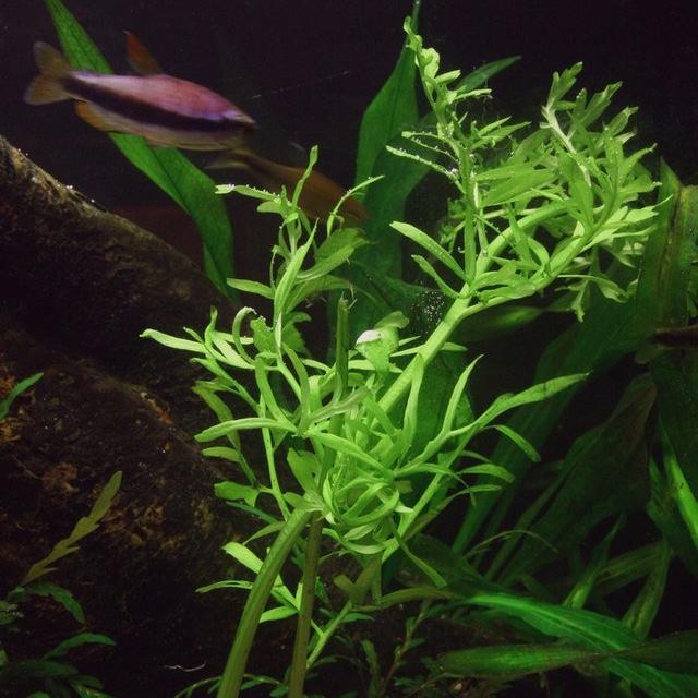 Live Water Sprite Lace Leaf Aquarium Plant - Beautiful Floating Or Planted Background Fern, Buy 2 Get 1 Free