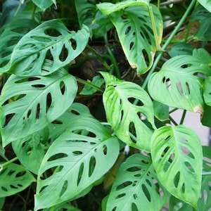 May include: Close-up of a green Swiss cheese plant with large, deeply lobed leaves. The leaves have a distinctive pattern of holes and are arranged in a cascading pattern.