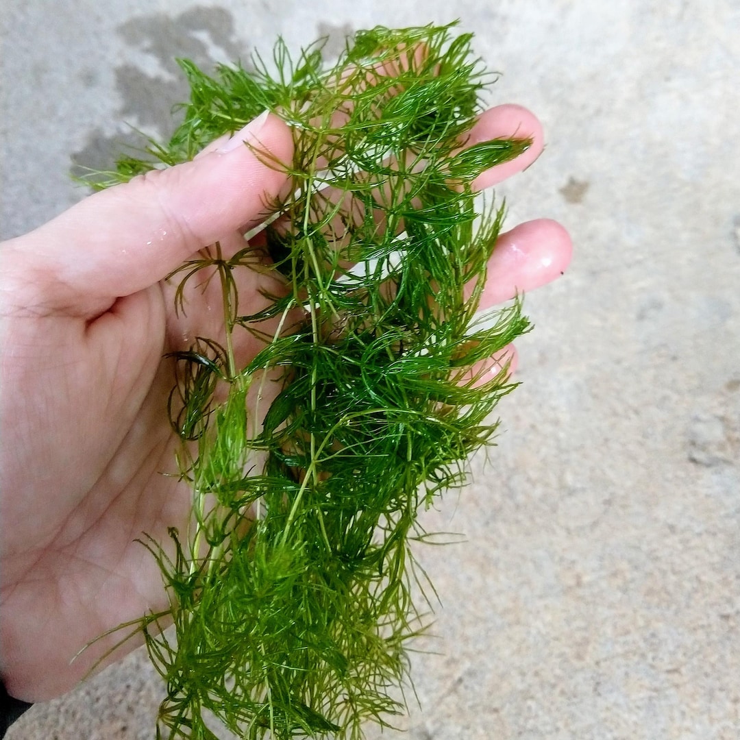 Hornwort Coontail For Sale